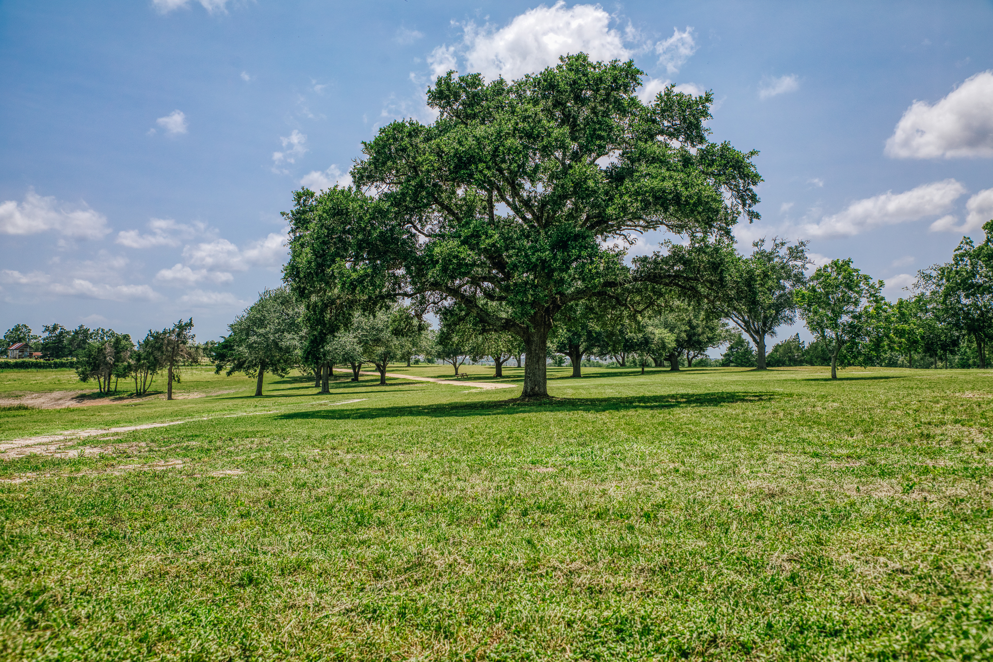 Iconic Hill Country specimen live oak — The Clearing