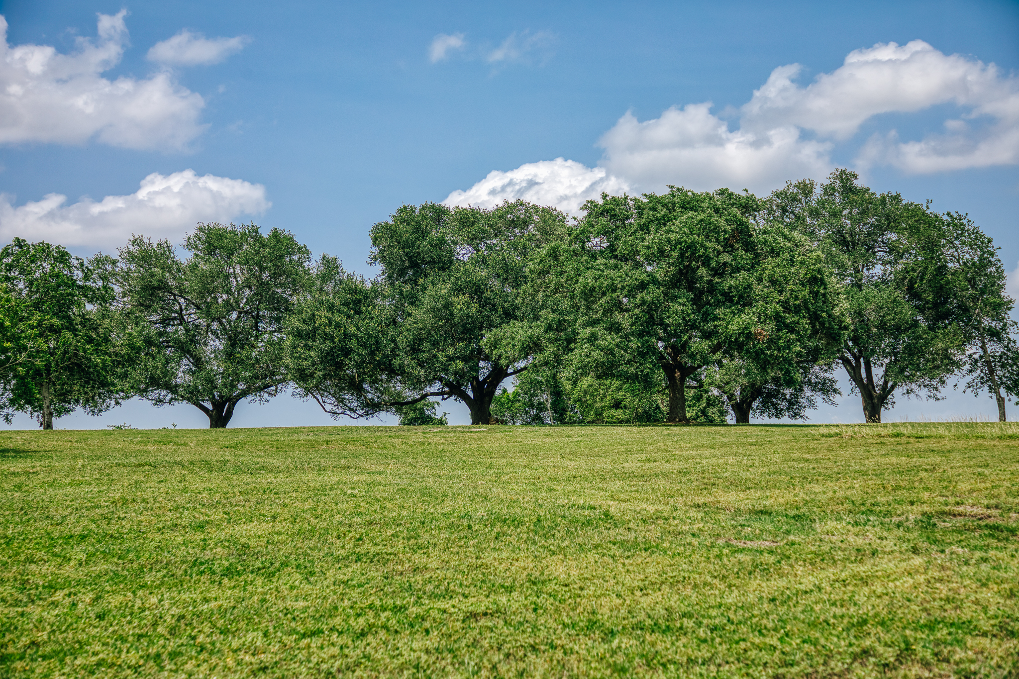 Wide pastoral landscape — The Clearing, Washington County, Texas