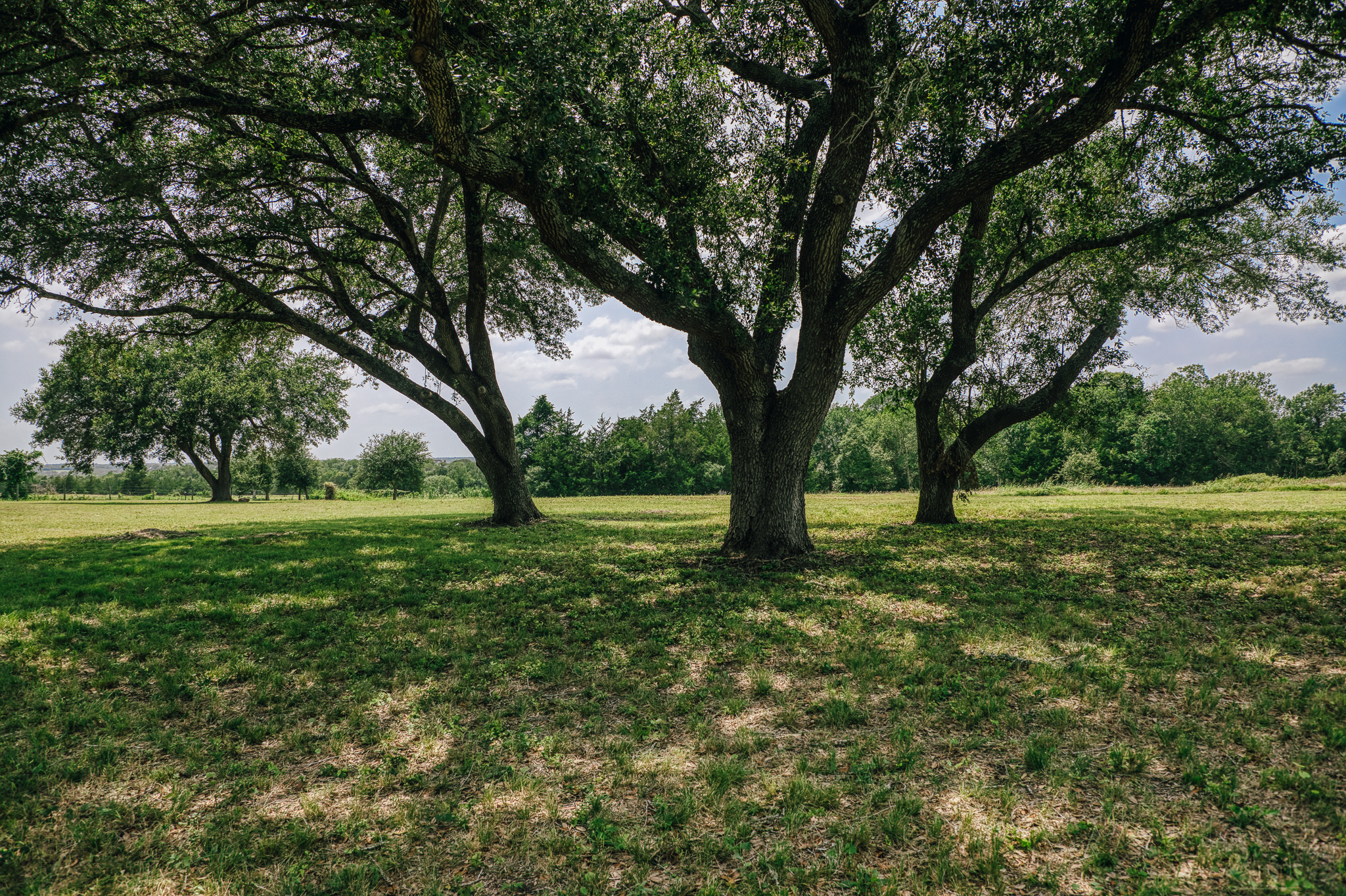 Curving gravel path through oak canopy — The Clearing