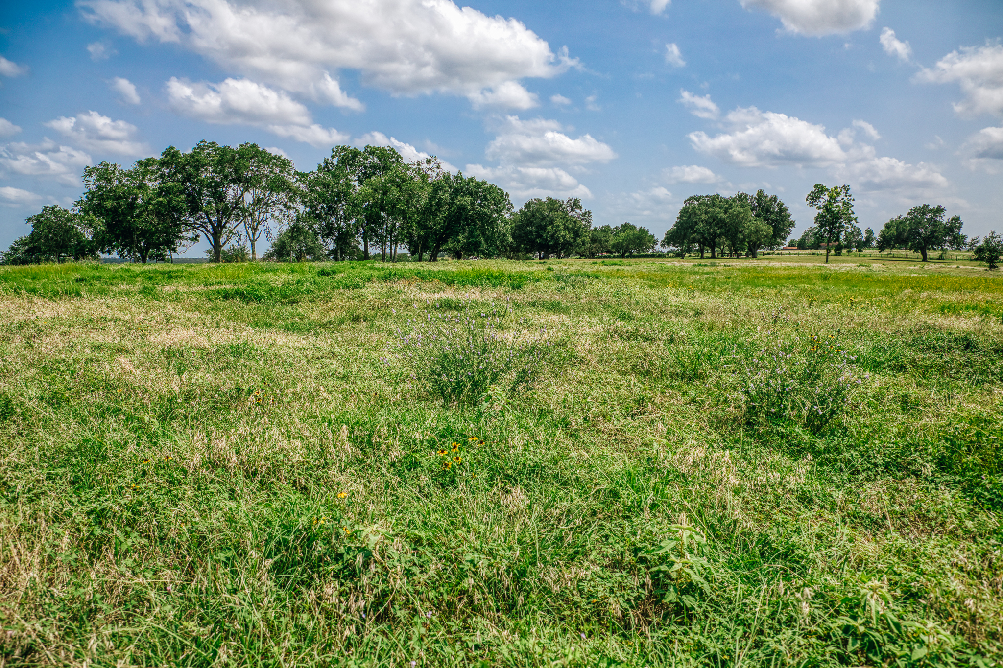Wildflower meadow and oaks — Lot 2, The Clearing